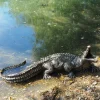 Baby Crocodile Bronze Metal Garden Ornament