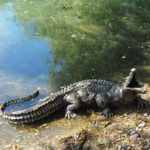 Baby Crocodile Bronze Metal Garden Ornament