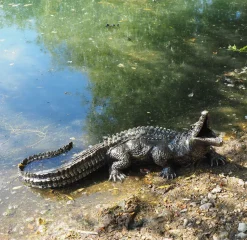 Baby Crocodile Bronze Metal Garden Ornament