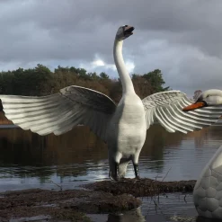 Grand Pair of Swans Antique White Metal Garden Statues