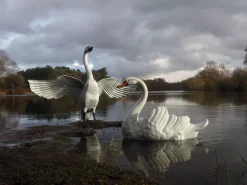 Grand Pair of Swans Antique White Metal Garden Statues