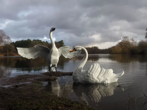 Grand Pair of Swans Antique White Metal Garden Statues