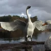 Grand Upright Swan Antique White Metal Garden Statue