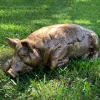 Lazy Pig 36cm Bronze Resin Garden Ornament