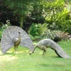 Majestic Peacocks Life-Size Bronze Metal Garden Statues